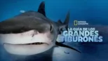 thumbnail - La guía de los grandes tiburones