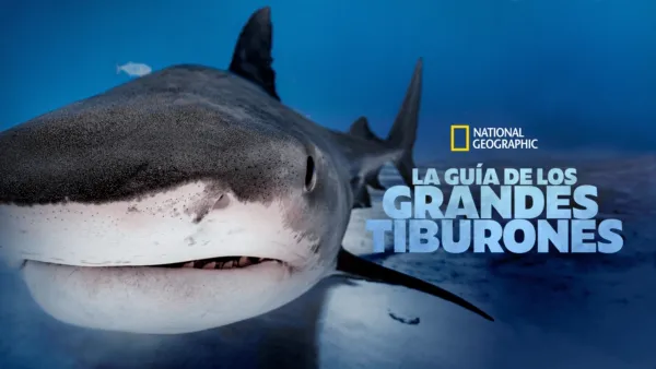 thumbnail - La guía de los grandes tiburones