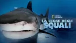 thumbnail - La legge degli squali