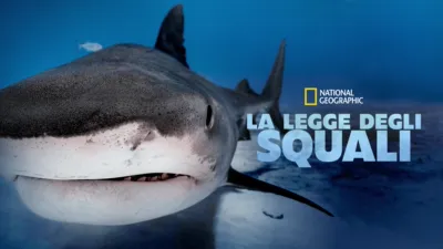 La legge degli squali