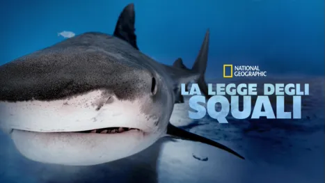 thumbnail - La legge degli squali