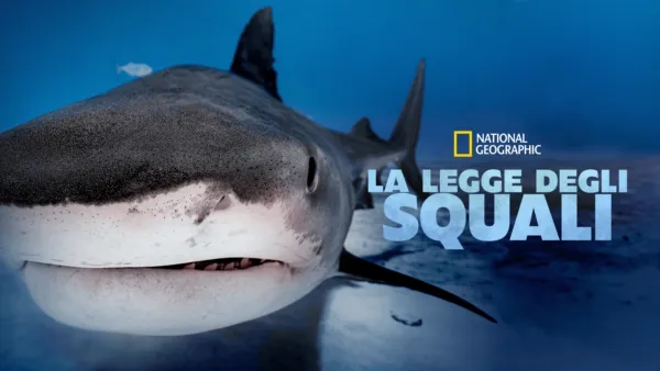 thumbnail - La legge degli squali