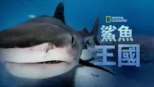 thumbnail - 鯊魚王國