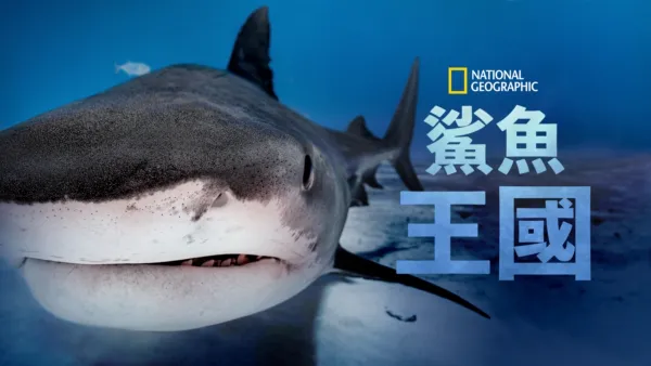 thumbnail - 鯊魚王國