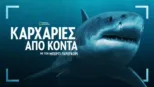 thumbnail - Καρχαρίες από Κοντά με τον Μπέρτι Γκρέγκορυ.