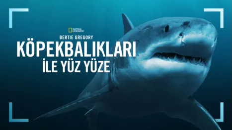 thumbnail - Bertie Gregory Köpekbalıkları İle Yüz Yüze
