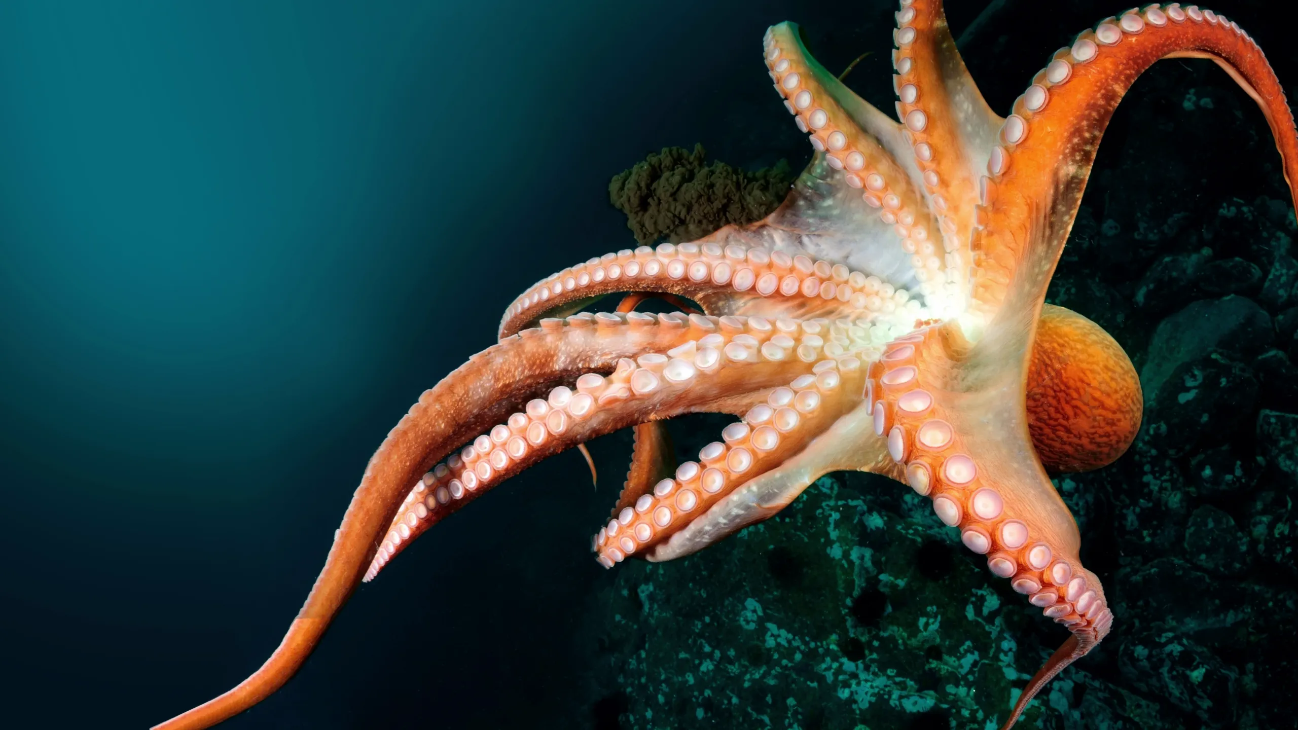 Wonders of the Ocean