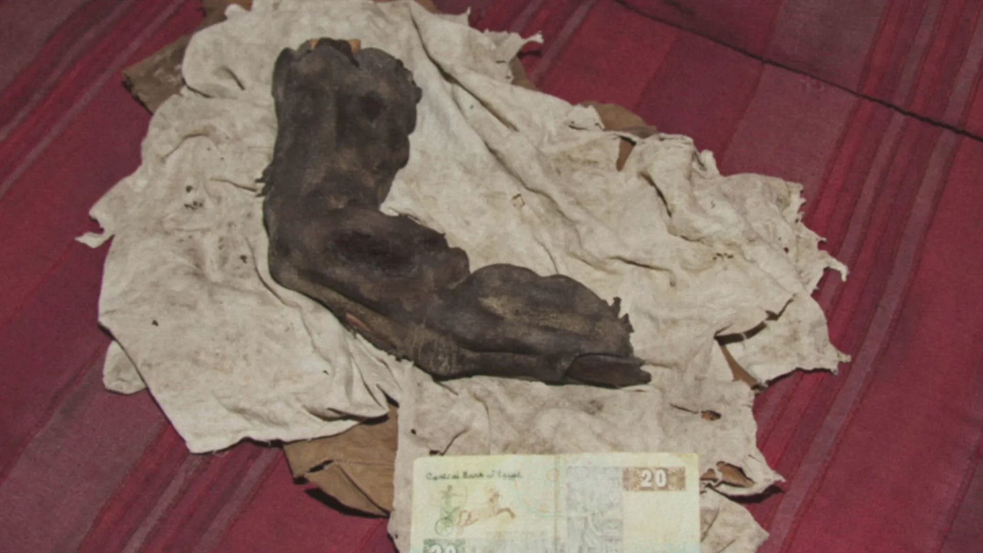 thumbnail - S5:E16 Mummified Finger of a Giant, Independence Day Bigfoot, and UFO Wave
