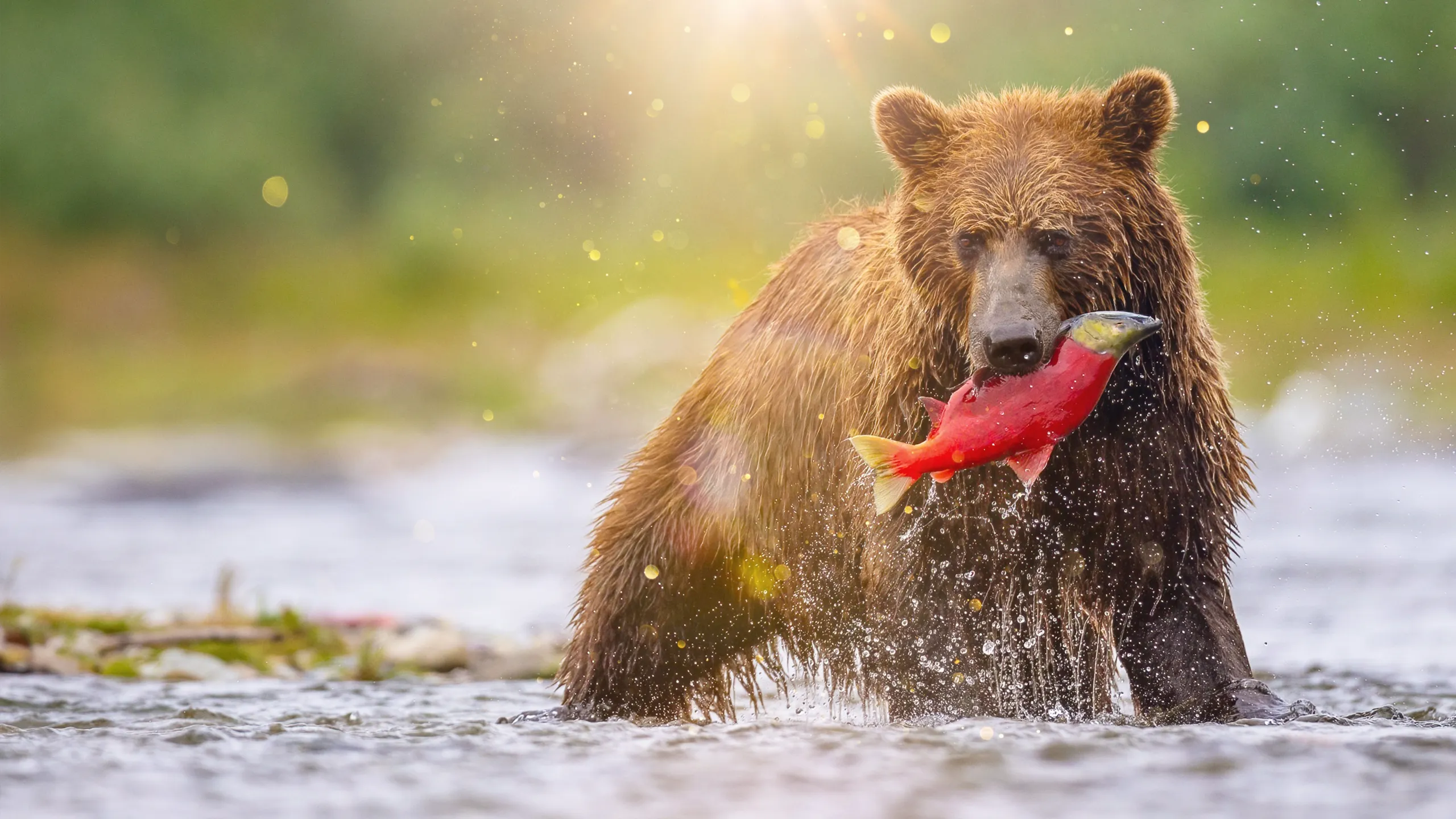 Inside the Enchanted Waterways