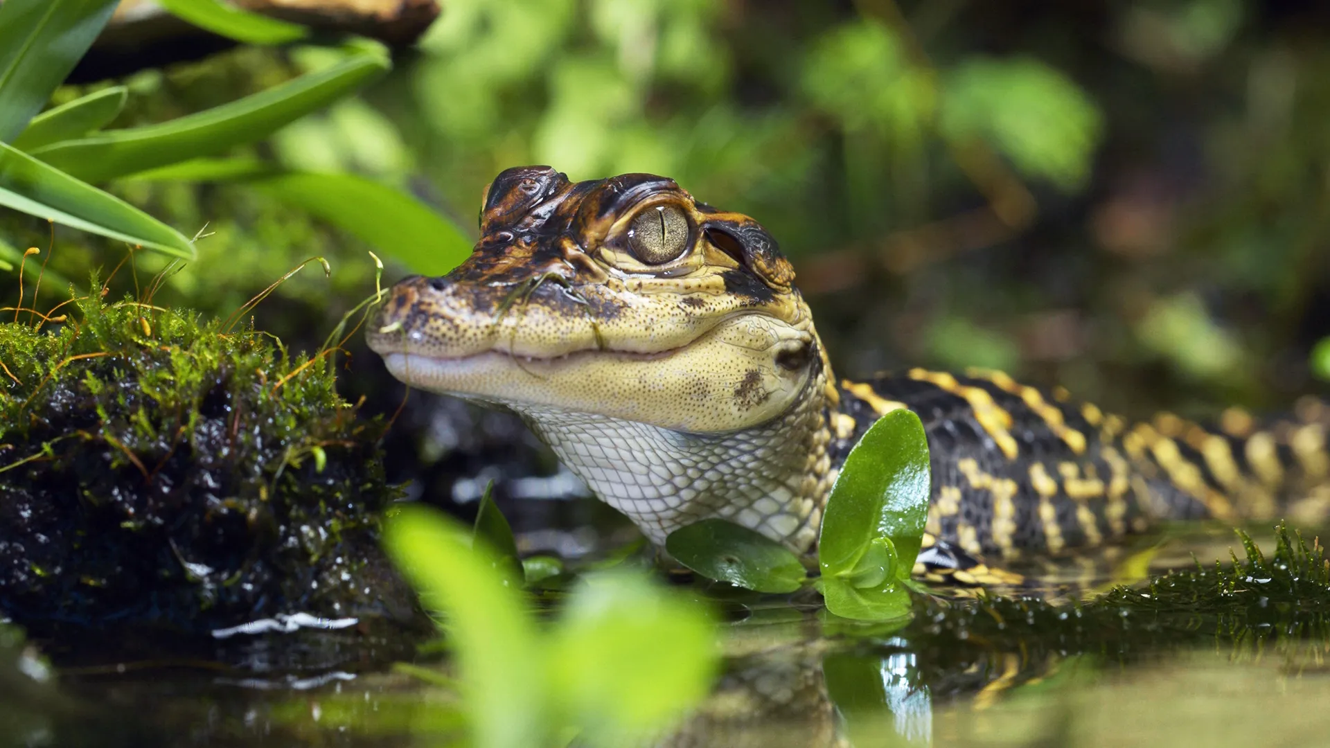 thumbnail - S1:E5 Swamps