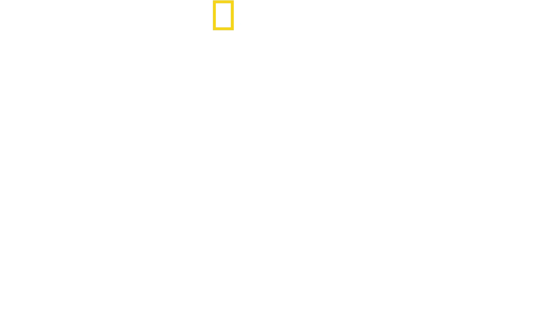 Cheetahs Up Close with Bertie Gregory