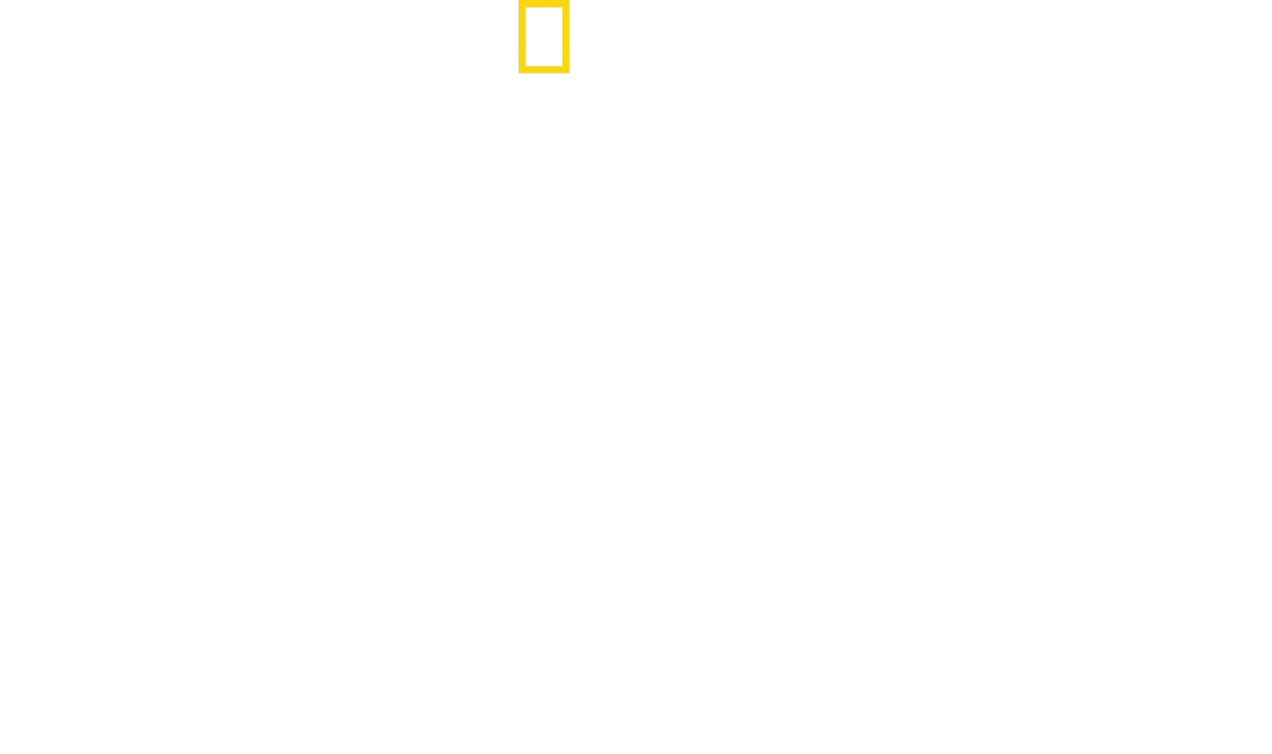Cheetahs Up Close with Bertie Gregory