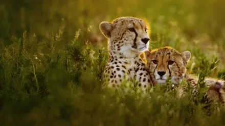 Cheetahs Up Close with Bertie Gregory