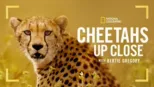 thumbnail - Cheetahs Up Close with Bertie Gregory