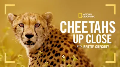 thumbnail - Cheetahs Up Close with Bertie Gregory