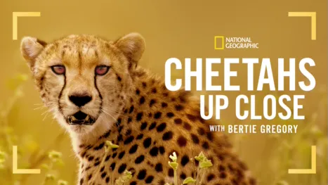 thumbnail - Cheetahs Up Close with Bertie Gregory