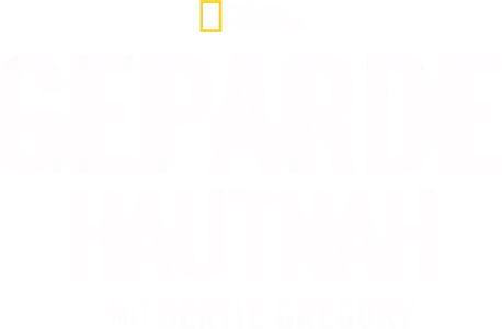 Geparde hautnah mit Bertie Gregory