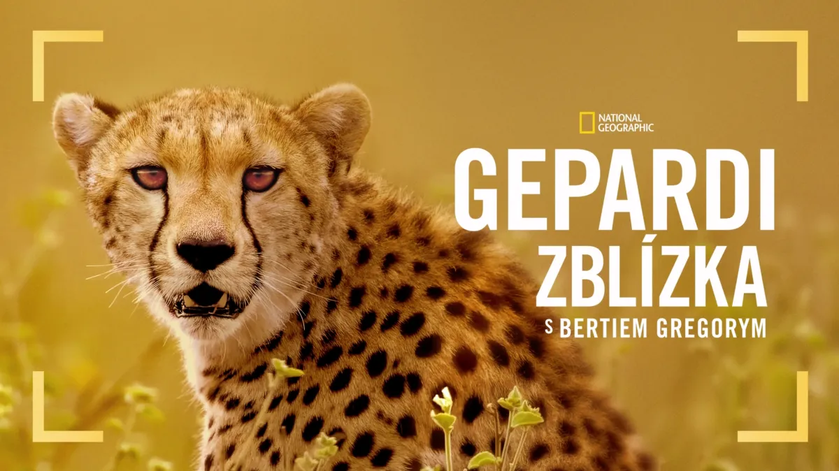 Pusťte si: Gepardi zblízka s Bertiem Gregorym | Disney+