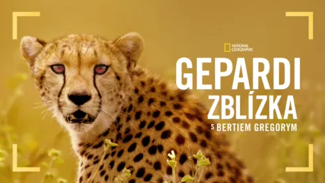 thumbnail - Gepardi zblízka s Bertiem Gregorym