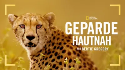 thumbnail - Geparde hautnah mit Bertie Gregory