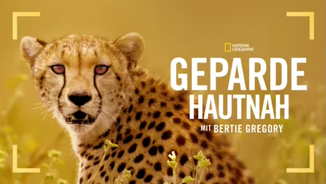 thumbnail - Geparde hautnah mit Bertie Gregory