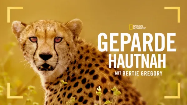 thumbnail - Geparde hautnah mit Bertie Gregory