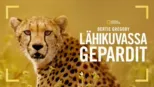thumbnail - Cheetahs Up Close with Bertie Gregory