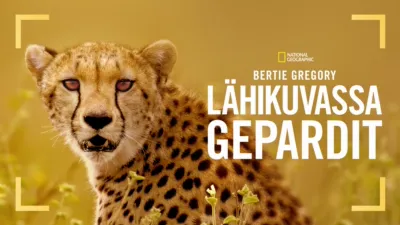 thumbnail - Cheetahs Up Close with Bertie Gregory