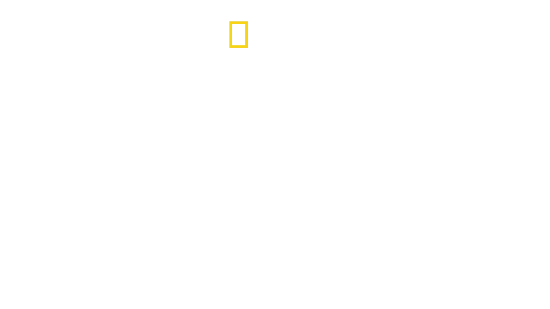 Guepardos en primer plano con Bertie Gregory