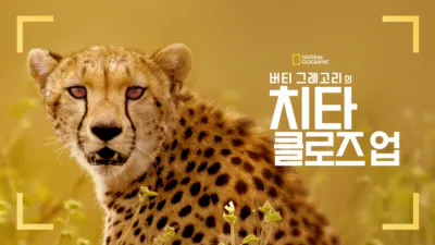 thumbnail - 버티 그레고리의 치타 클로즈 업