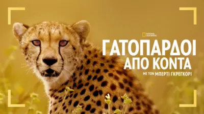 thumbnail - Γατόπαρδοι από Κοντά με τον Μπέρτι Γκρέγκορι