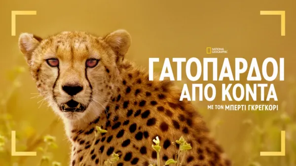 thumbnail - Γατόπαρδοι από Κοντά με τον Μπέρτι Γκρέγκορι