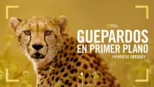 thumbnail - Guepardos en primer plano con Bertie Gregory