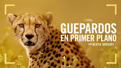thumbnail - Guepardos en primer plano con Bertie Gregory