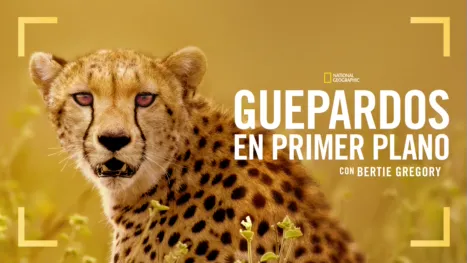 thumbnail - Guepardos en primer plano con Bertie Gregory