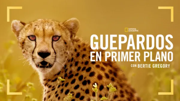 thumbnail - Guepardos en primer plano con Bertie Gregory