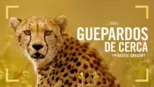thumbnail - Guepardos de cerca con Bertie Gregory