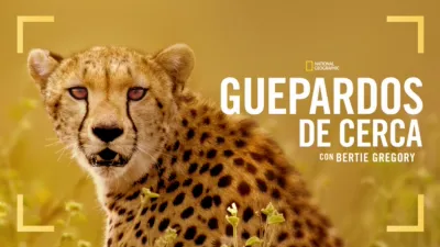 thumbnail - Guepardos de cerca con Bertie Gregory
