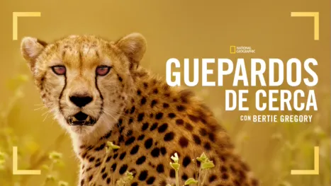 thumbnail - Guepardos de cerca con Bertie Gregory