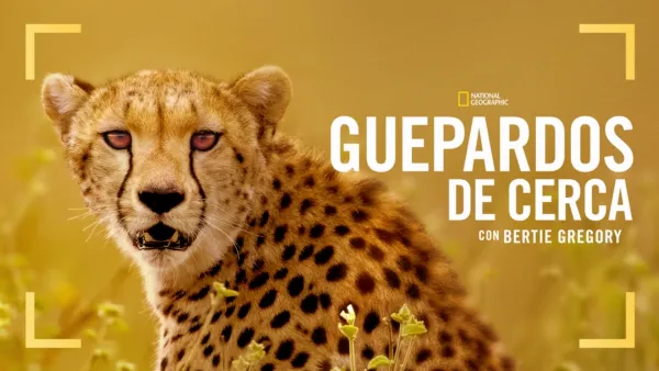 thumbnail - Guepardos de cerca con Bertie Gregory