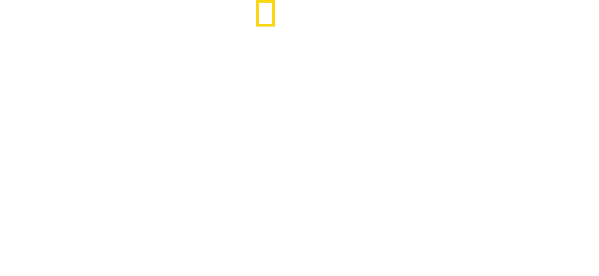 Au plus près des guépards avec Bertie Gregory