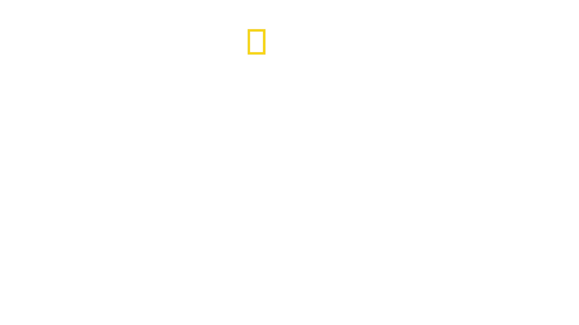 Au plus près des guépards avec Bertie Gregory