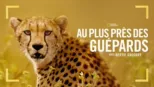 thumbnail - Au plus près des guépards avec Bertie Gregory