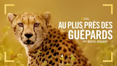 thumbnail - Au plus près des guépards avec Bertie Gregory