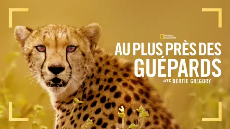 thumbnail - Au plus près des guépards avec Bertie Gregory