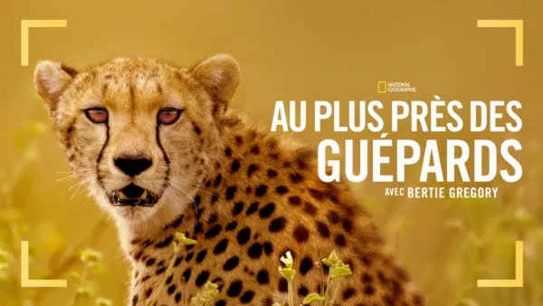 thumbnail - Au plus près des guépards avec Bertie Gregory