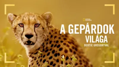 thumbnail - A gepárdok világa Bertie Gregoryval
