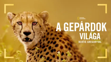 thumbnail - A gepárdok világa Bertie Gregoryval