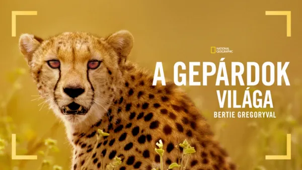 thumbnail - A gepárdok világa Bertie Gregoryval