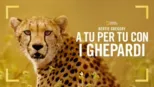 thumbnail - Bertie Gregory: A tu per tu con i Ghepardi